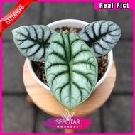 alocasia silver dragon - tanaman hias alocasia