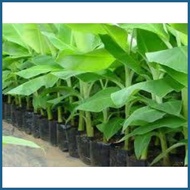 → ♟ ∧ BANANA SEEDLINGS LAKATAN VARIETY
