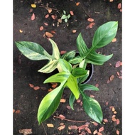 philodendron florida beauty rare plant
