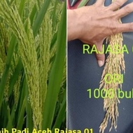 READY Bibit Padi Rajasa 01 5 Kg