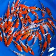Bibit Ikan Koi ukuran 10-12 cm New-(*°▽°*)