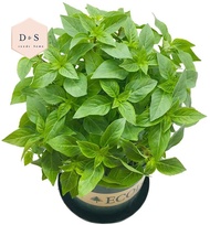 10pcs Herb Garden Seed,Basil, Rosemary,Lemon Grass, Parsley,Thyme Seeds for Planting (Basil)