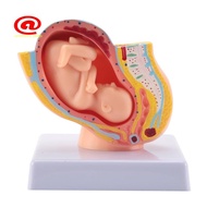 Human Pregnancy Fetal Development 9Th Month Embryonic Pelvic Model Fetus Foetus Pregnancy Anatomy of