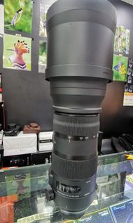 Sigma 150-600mm sport 版，貴價版本 sport version canon mount