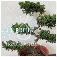 H2O - Juniperus Bonsai 5L 真柏 [outdoor bonsai] Live Plant