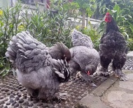 Ayam Brahma Import Super.
