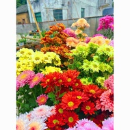 Pyrethrum Flower Seeds Courtyard Mosquito Repellent Seeds Four Seasons Easy Growth Courtyard Mosquit