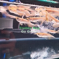 Terlaris silver Albino / arwana silver Albino / silver Albino Arowana