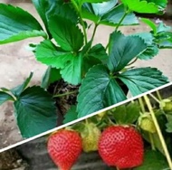 pohon buah strawberry bibit/bibit pohon buah strawberry