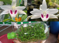 [Giá hủy diệt] chai mô 5ct bạch tuyết khỏe đẹp 1 chai 40 cây