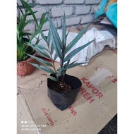 pokok halia hitam malaysia