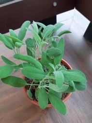 KLANG VALLEY ONLY Sage (Salvia officinalis) - Pokok Hidup / Live Plant