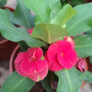 Pokok Mahkota Berduri Warna Merah