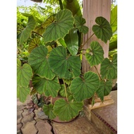 Begonia Plant/ daun bulat