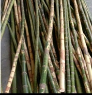 waregu bahan joran pancing 1pohon 100cm