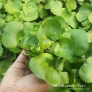 Gondok air, kiambang, akuarium, kura-kura, udang, bunga, ikan, pemurnian kolam, tumbuh-tumbuhan akua