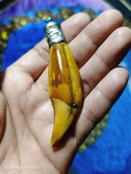 TARING BERUANG IKAT PERAK UKIR NAGA SUPER LANGKA POWER ISTIMEWA