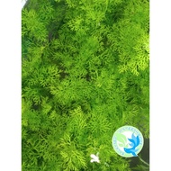 Water Sprite Aquatic Plant