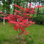 Red Maple Seedling Potted Plant Four Seasons Flower Balcony Courtyard Plant Villa Landscape Tree Col