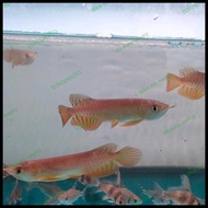 Ikan Arwana Golden Red Baby 10Cm Terlaris