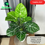 DAUN AGLONEMA ARTIFISIAL POHON MONSTERA PLASTIK BUNGA POT HIAS TANAMAN HIAS AESTHETIC DEKORASI BUNGA