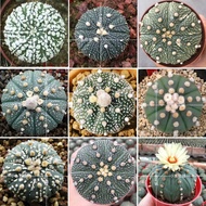 Cactus seeds - Astrophytum Mix- Succulent seeds - Living Rock Star Plant Cactus - 10 Mix Seeds