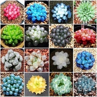 【Radiation Protection flowers Seed】A Variety of Imported South African Jade Dew Succulent Seeds Indoor Balcony Desktop P