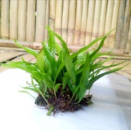 kadaka Java fern mini tanaman aquascape/aquarium