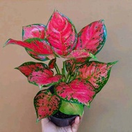Tanaman aglonema DUT ANJAMANI pohon berdaun rimbun / Aglonema dut anjamani berdaun