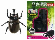 亞克提恩大兜蟲