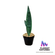Tanaman Hias Sword Plant - Sansevieria Spadix - Warna Hijau Elegan - Florist Katusba