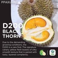 [readystock]♘🔥HOT SALE🔥 ANAK POKOK DURIAN DURI HITAM / OCHEE / BLACK THORN (D200) (+-1 KAKI)