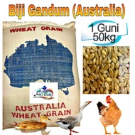 Australia Wheat Grains (Gred A)/ Biji Gandum (Gred A) Makanan Haiwan 50kg Ayam,burung,itik