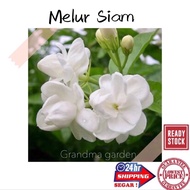 (GG real plant) melur Siam ^ melor jasmine pokok hidup live outdoor plant bunga wangi fragrance flow