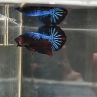 ikan cupang avatar blue
