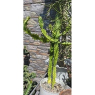 EUPHORBIA VARIGATED TRIGONA
