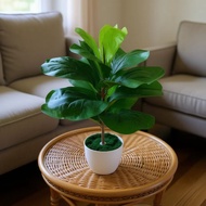 fiddle fig 40cm pokok siap pasu putih