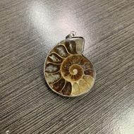 Ammonite Fossil DIY Pendant + Necklace 班彩螺设计款吊坠 + 项链 - 1pc Medium (Choose D7 or D8)