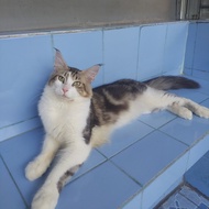 Mainecoon ped CFA