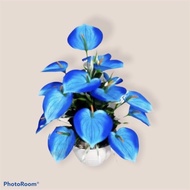 Tanaman hias Anthurium mickey mouse blue-tanaman anthurium-bunga hidup