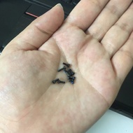 Screw set for blackberry q10 phone