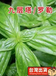 梧銳🎏可食用九層塔種子 種籽種籽苗紫羅勒陽臺四季盆栽金不換香草九成塔孑葉