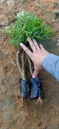 combo 10 cây đinh lăng giống nếp lá nhỏ ( mua 10 cây tăng 1 cây )