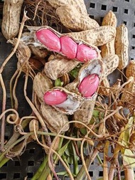 Fresh Organic Red Peanuts 新鮮有機紅衣花生🥜|花生根