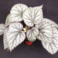 Tanaman Hias Begonia Silver Red / Begonia Silver Red