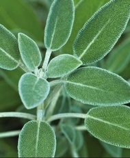 Cây Xô Thơm - Culinary Sage - cây giống gia vị Âu