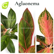 GG - Aglaonema Golden Lipstick / Aglaonema Hybrid / Aglaonema Siam Aurora 粗肋草 Indoor Plant Pokok Kel