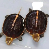 1.5-Zhejiang Yuan Mainland Yuan Taiyuan High Yellow Yuan Turtle Egg Turtle Seedling Nanan Hui Yuan Y
