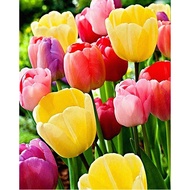 DIY Tulip flower Full Round Round Diamond Painting Embroidery,bead painting beads painting