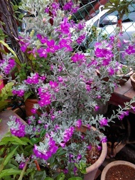 POKOK BUNGA TEXAS SAGE. BUNGA PURPLE. READY STOCK!